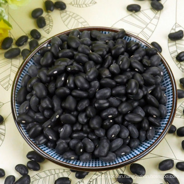 Best qualtiy Small Black kidney bean for sale